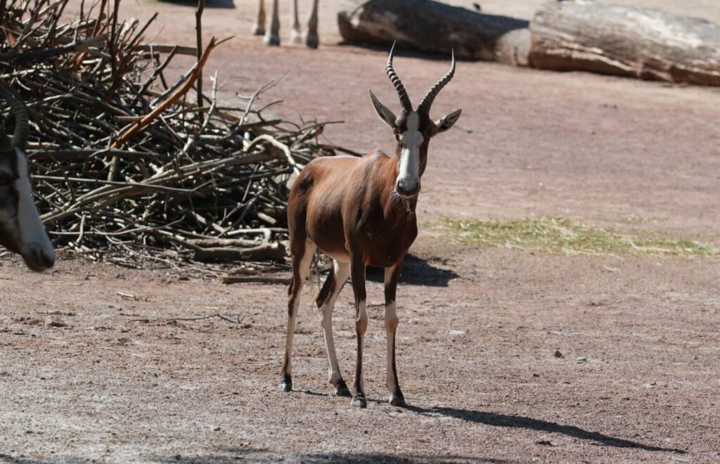 28-04-2025_Gazelle_06