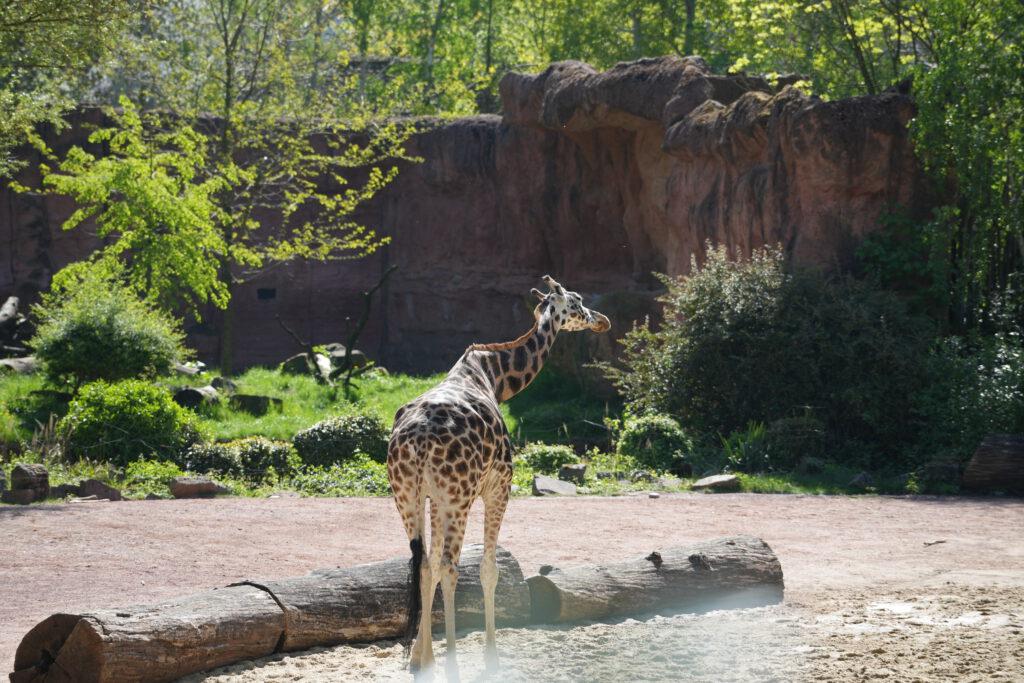 28-04-2025_Giraffe_01