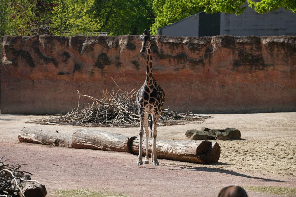 28-04-2025_Giraffe_03