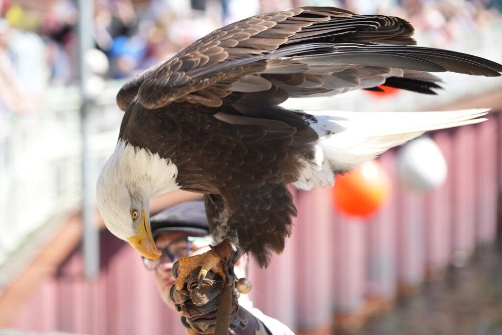 28-04-2025_Hannover_Adler_01