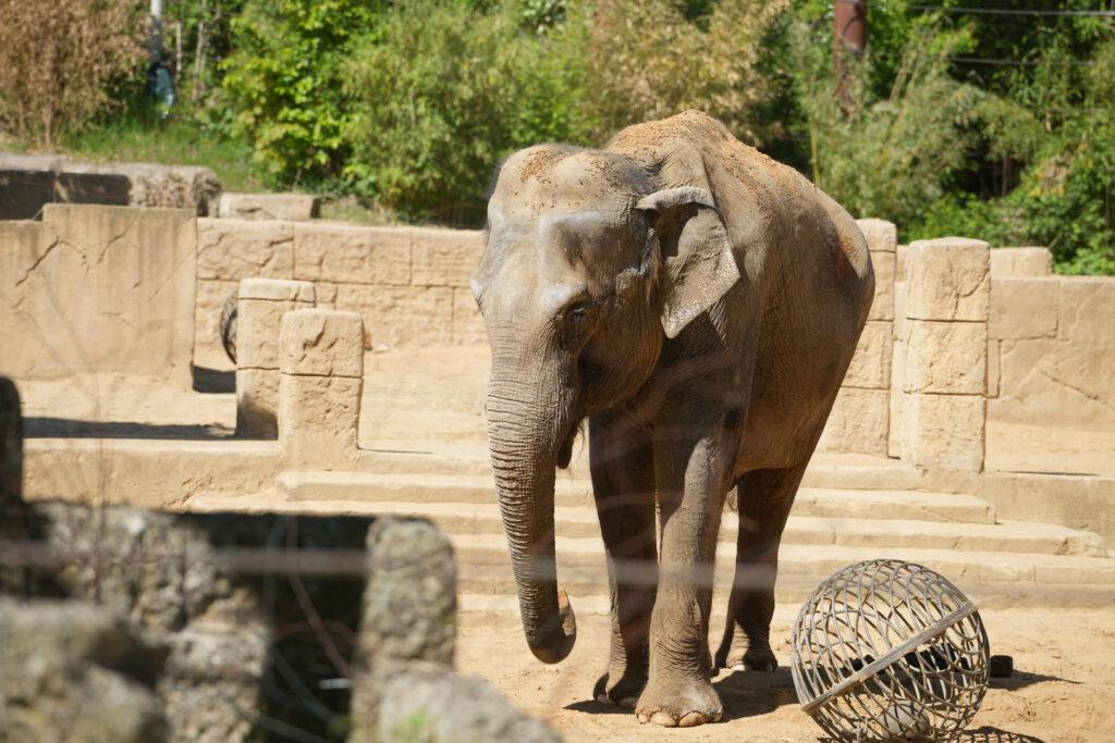 28-04-2025_Hannover_Elefant_01