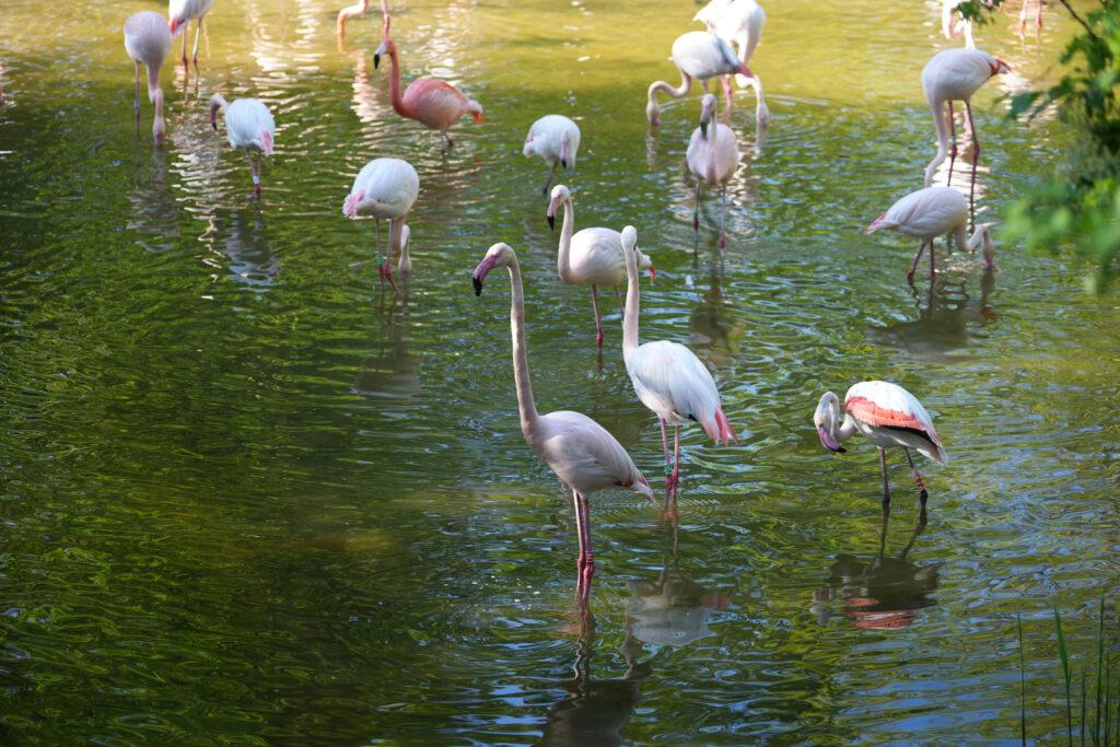 28-04-2025_Hannover_Flamingo_01