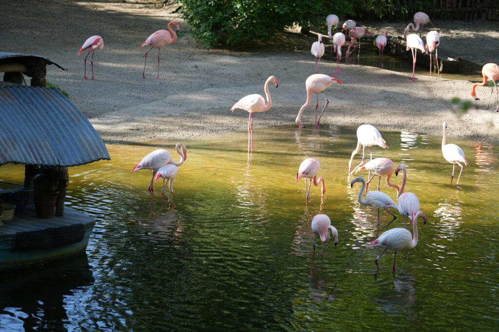28-04-2025_Hannover_Flamingo_03