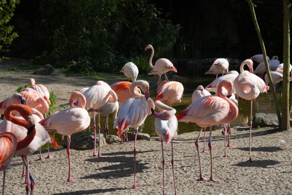 28-04-2025_Hannover_Flamingo_04