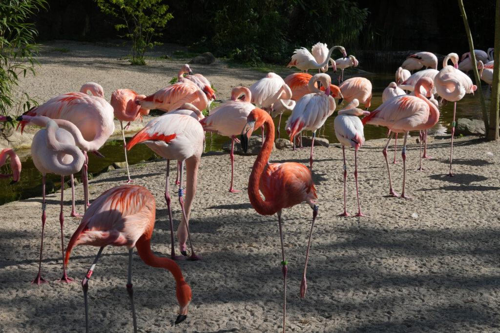 28-04-2025_Hannover_Flamingo_05