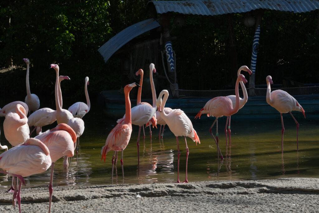 28-04-2025_Hannover_Flamingo_06