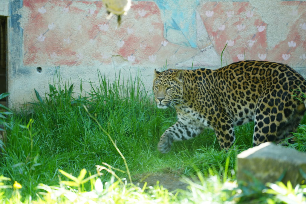 28-04-2025_Hannover_Leopard_01