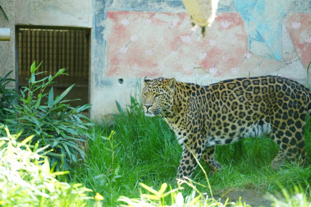 28-04-2025_Hannover_Leopard_02