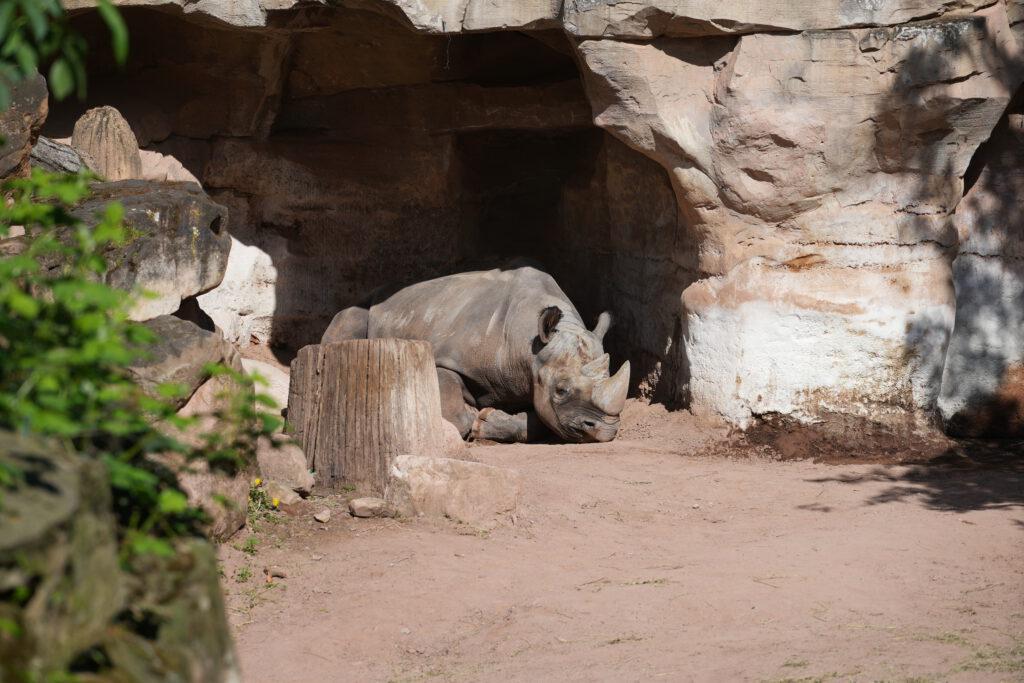 28-04-2025_Hannover_Nashorn_01