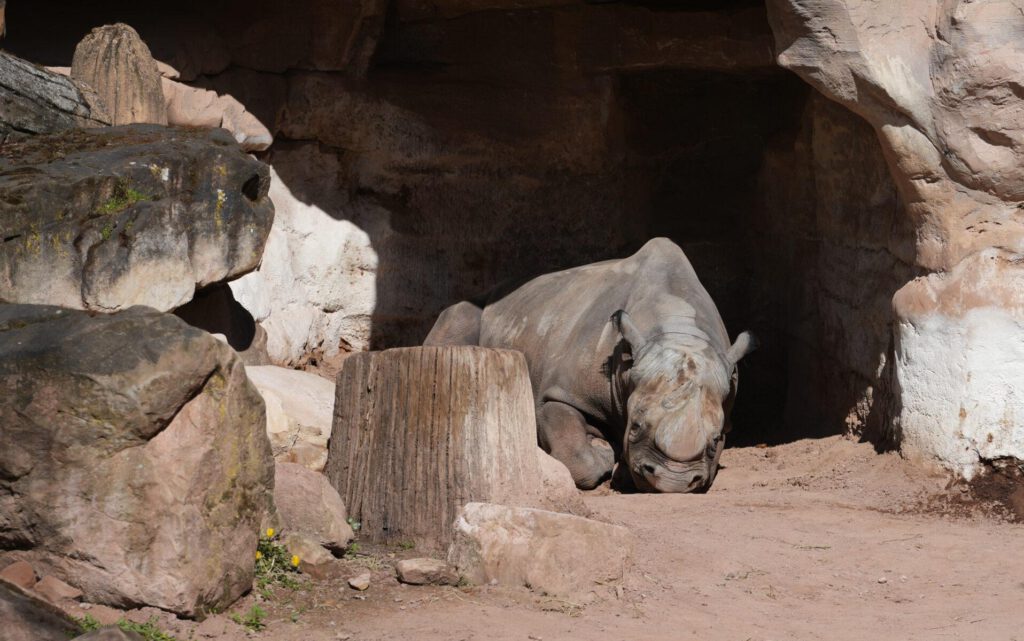 28-04-2025_Hannover_Nashorn_03
