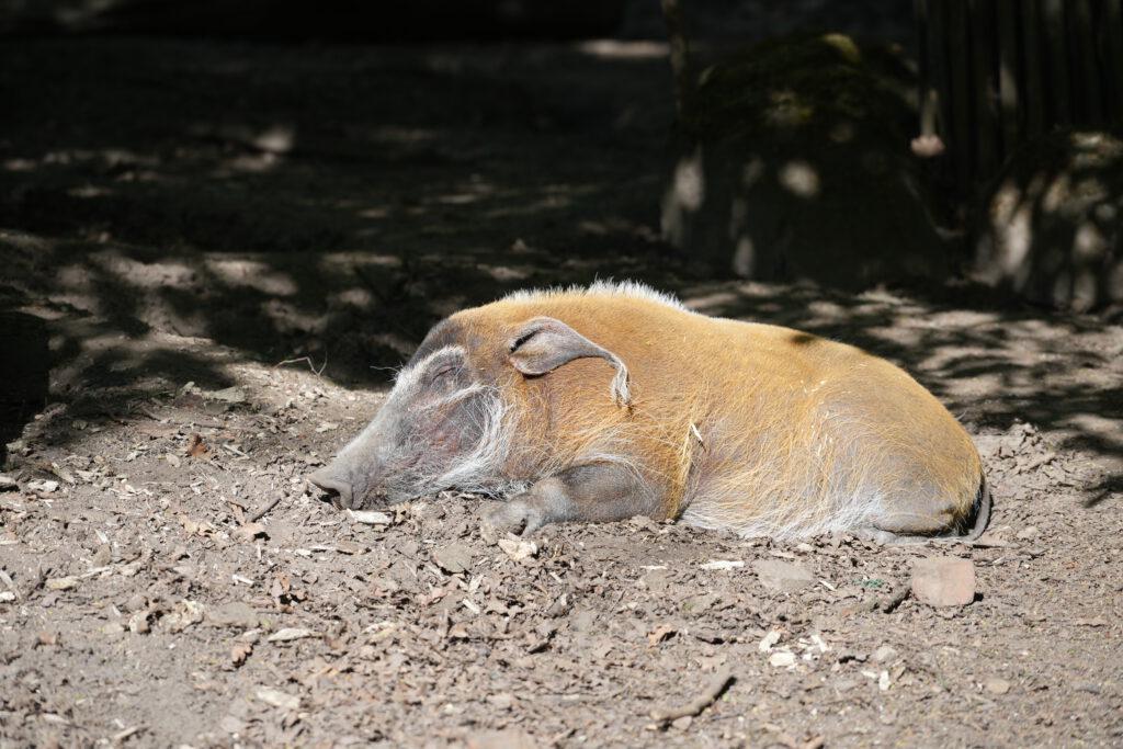 28-04-2025_Hannover_Pinselohrschwein_01