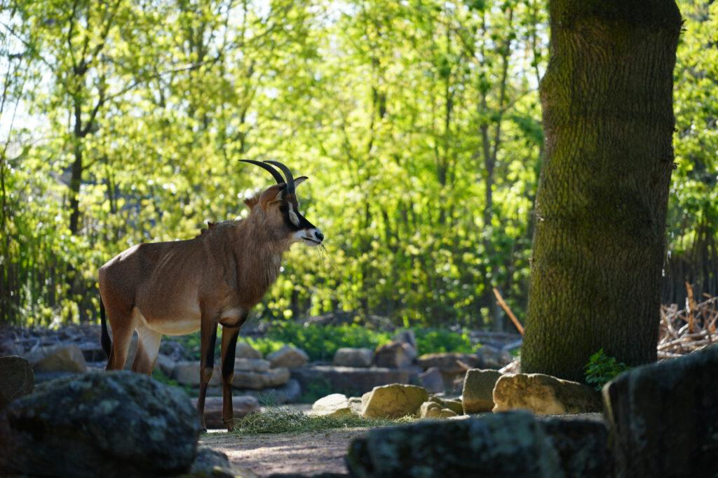 28-04-2025_Hannover_Rappenantilope_01