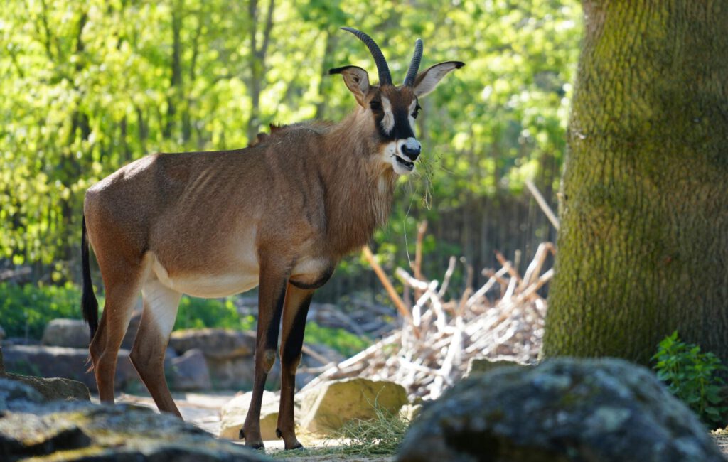 28-04-2025_Hannover_Rappenantilope_02