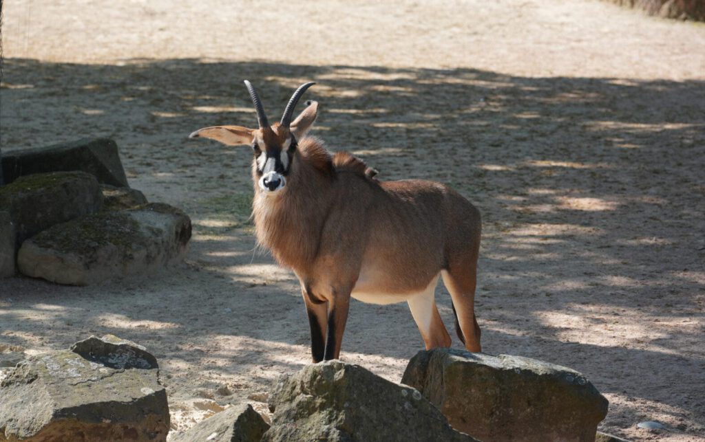 28-04-2025_Hannover_Rappenantilope_03