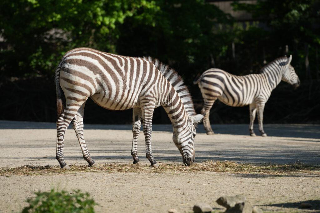 28-04-2025_Hannover_Zebra_05