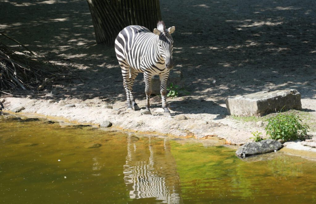 28-04-2025_Hannover_Zebra_09