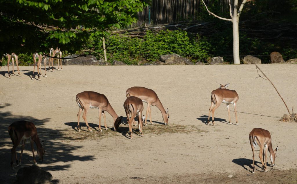28-04-25_Hannover_Gazelle_01