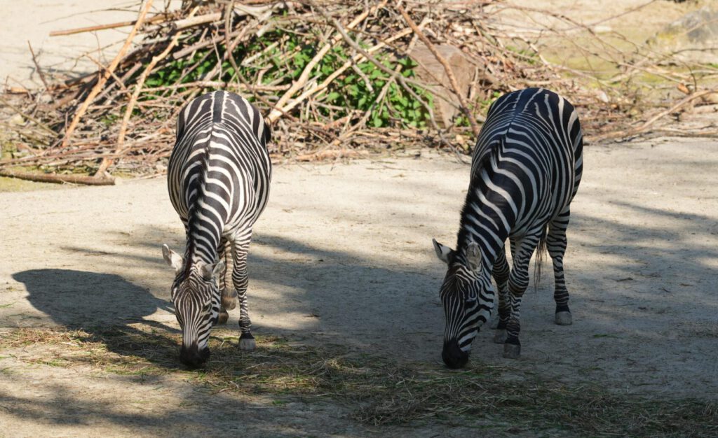 28-04-25_Hannover_Zebra_01