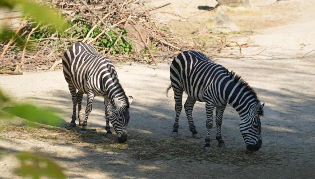 28-04-25_Hannover_Zebra_02